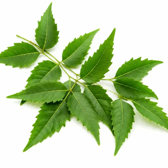 Neem Ayurvedic ingredient